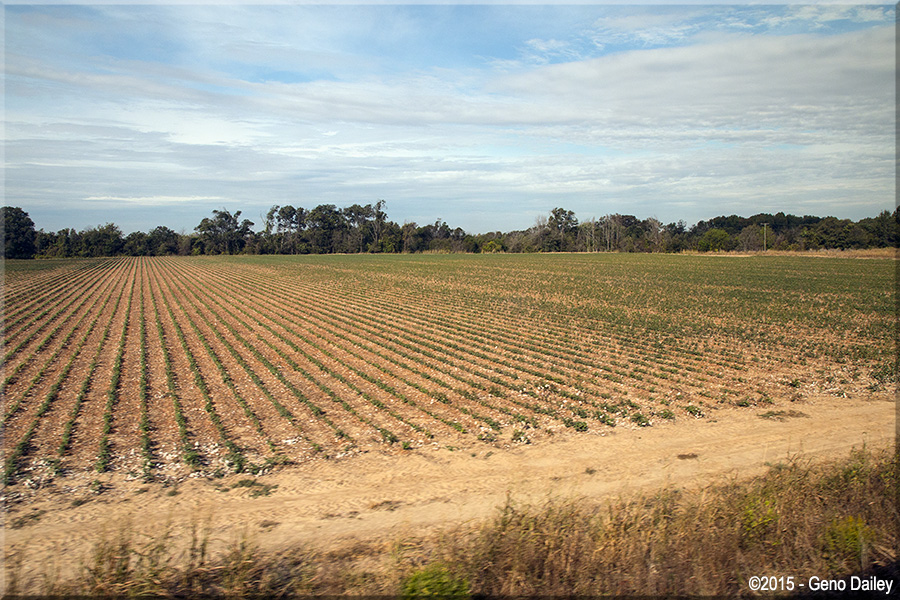A cotton field at Tchula, MS.