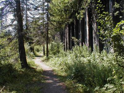 Trail along backwall