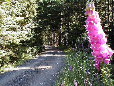 foxglove flowers