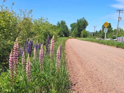 Lupine wild flowers