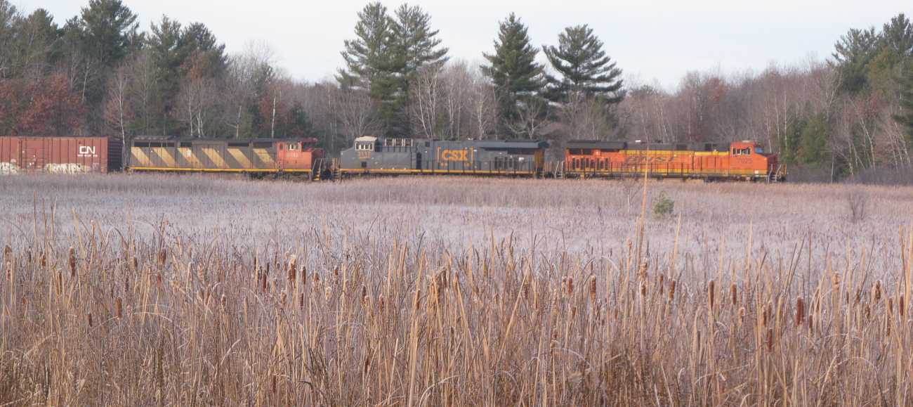 A BNSF is pulling a train north past the cattail marshes.