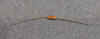 resistor.jpg (118855 bytes)