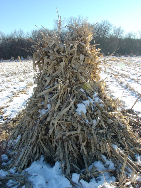  passed an Amish farm with a deer hanging from a tree ready for skinning.