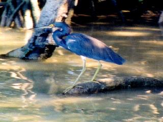 blueheron