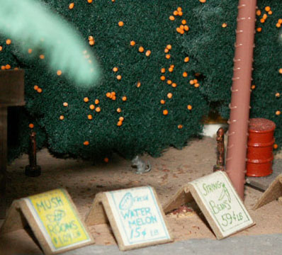 Opossum eating oranges in the orange groves
