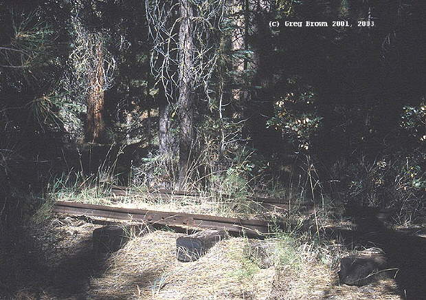 railsinthetrees.jpg
