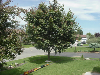 Acer saccharum