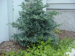 Juniperus sqamata