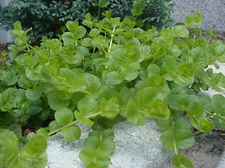 Lysimachia nummularia