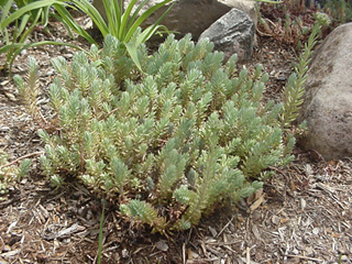Sedum hispanicum bithynicum