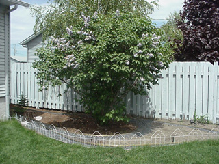 Syringa X prestoniae 