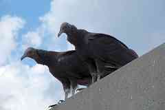 Hungry Vultures