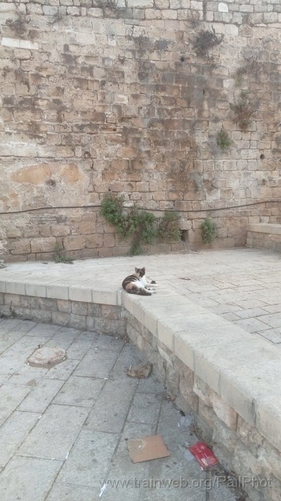 IMG20260913174714.jpg - Jaffa 13.9.2026