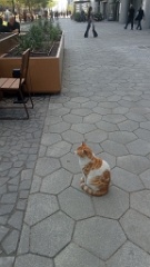 IMG20260510124231