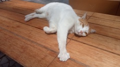 IMG20260520143848