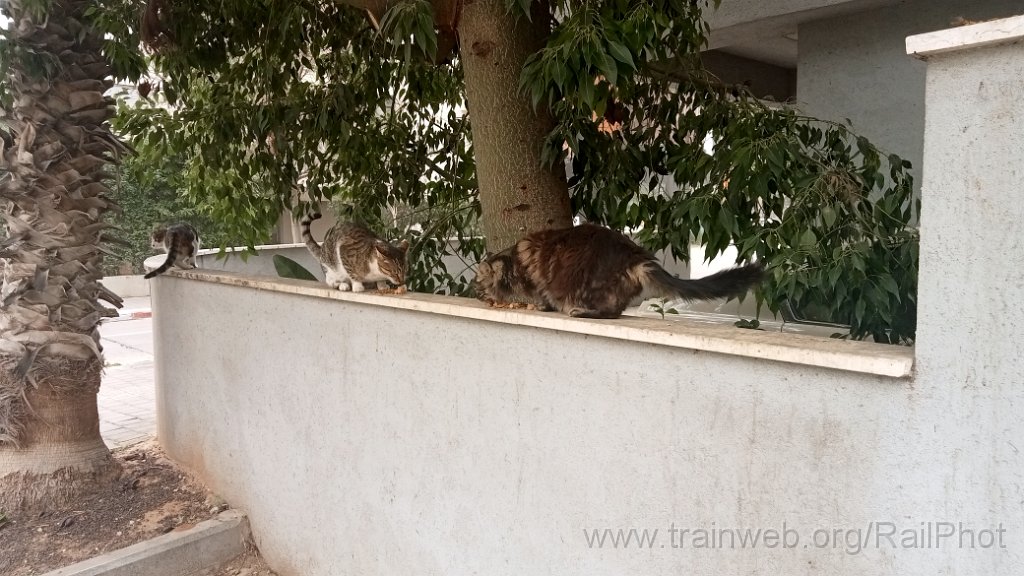 IMG20260214103103.jpg - Tel-Aviv 14.2.2026