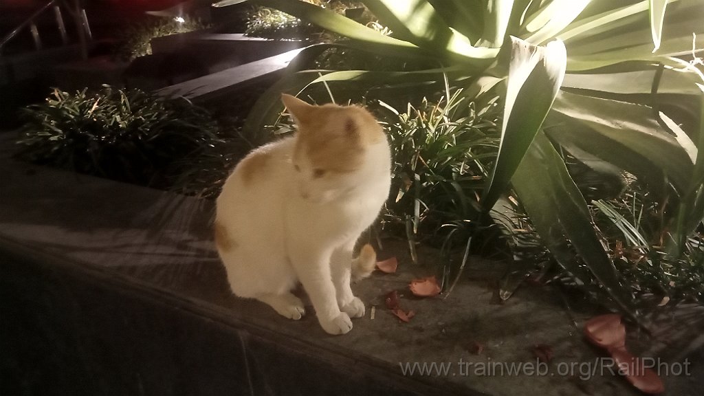 IMG20260303062942.jpg - Amman 3.3.2026