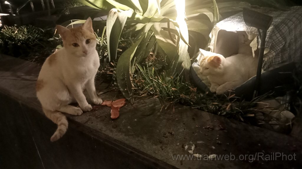 IMG20260303063121.jpg - Amman 3.3.2026