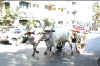Bullock cart.jpg (27826 bytes)
