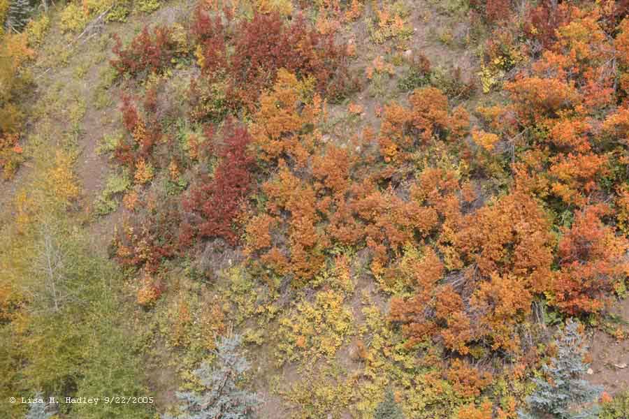 Cumbres & Toltec Scenic Railroad