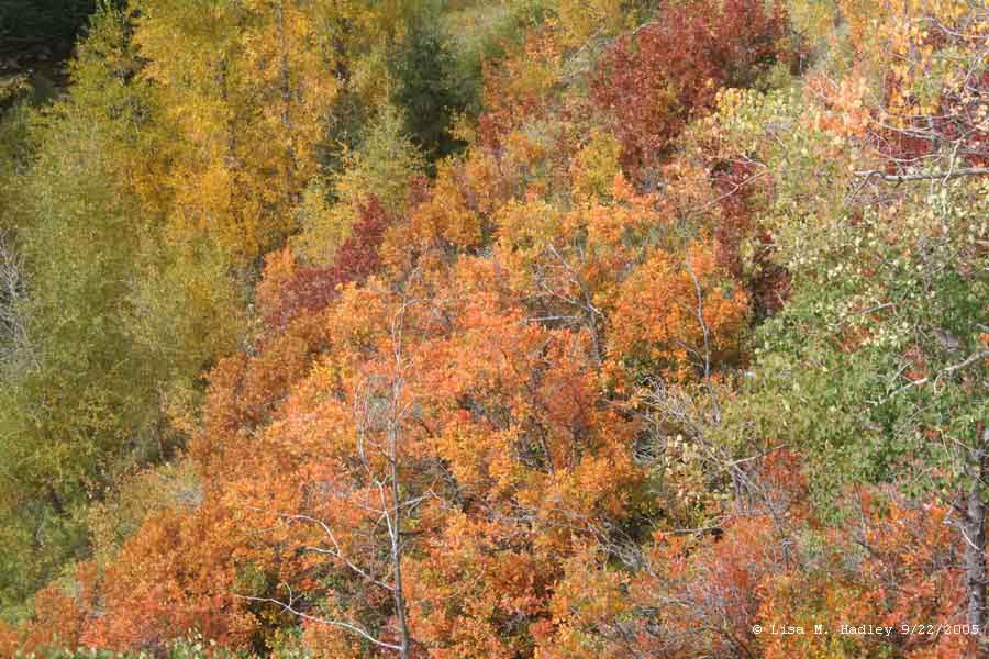Cumbres & Toltec Scenic Railroad