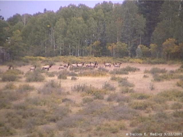 Cumbres & Toltec Scenic Railroad - Elk
