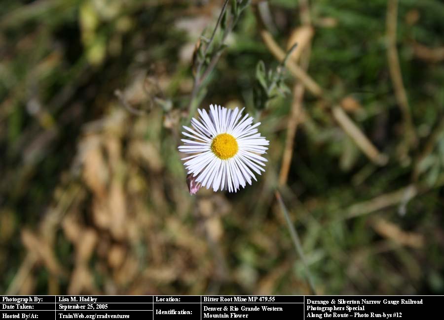 Durango & Silverton - Mountain Flower