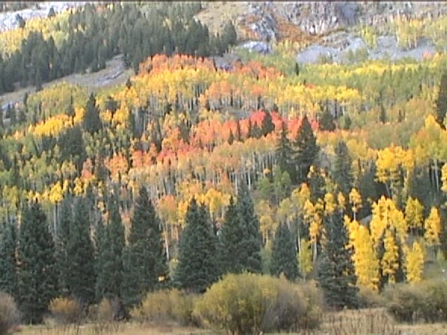 Fall Foliage