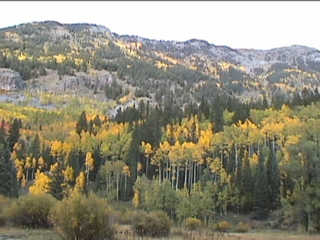 Fall Foliage