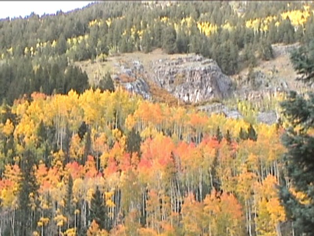 Fall Foliage