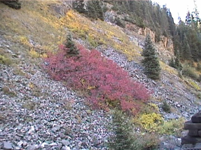 Fall Foliage