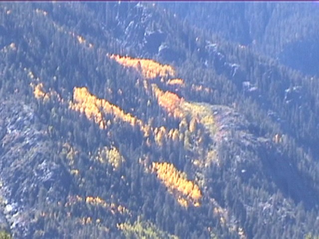 Fall Foliage / Colorado Aspen