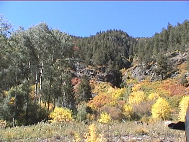 Fall Foliage / Colorado Aspen