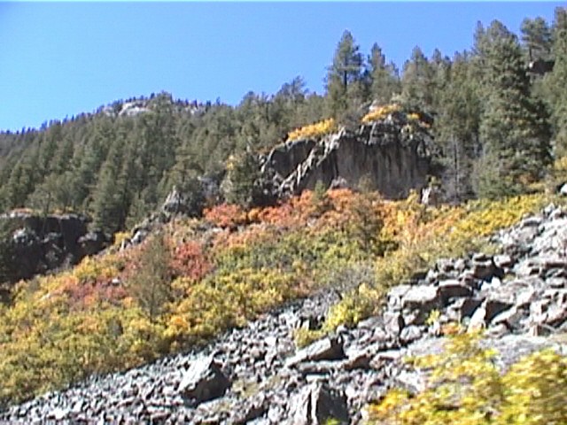 Fall Foliage / Colorado Aspen