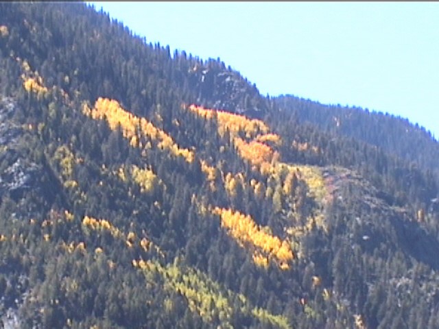 Fall Foliage / Colorado Aspen