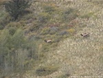 Elk