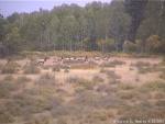 Elk