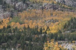 Fall Foliage
