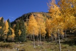 Fall Foliage