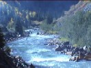 Animas River