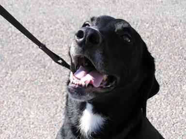 WASHINGTON STEAM RETURN 002.JPG