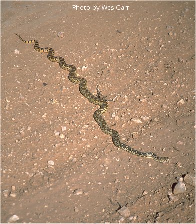 Apache snake  - near Holbrook, Arizona