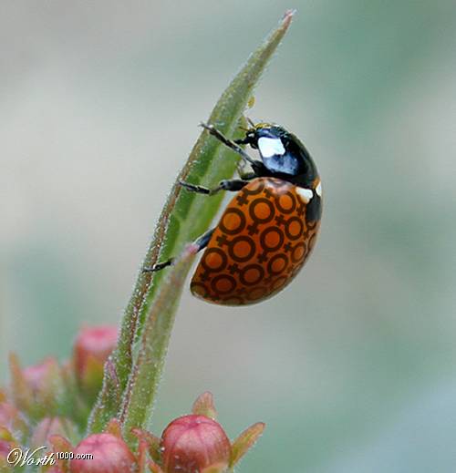 [Lady Bug]