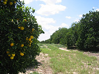 セブリングのオレンジ畑