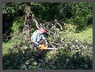 (c)2008 Robert Snyder - Roger S. makes short work of a large brach that had fallen. (10K)
